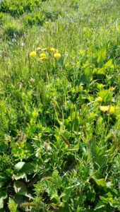 食べられる野草を使ったレシピ教えてくれ