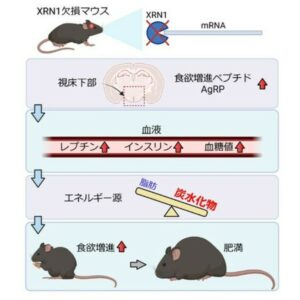 【朗報】食欲を制御するタンパク質発見･･･肥満治療法に繋がる可能性