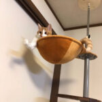 【疑問】筋トレって毎日やらない方がいいの？