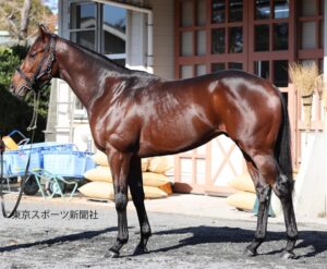 【朗報】ワイ競走馬、ダイエットに成功するwwwwwwwww