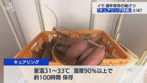 さつまいも「甘いです、栄養が高いです、痩せた土地でも育ちます」←こいつが天下取れなかった理由