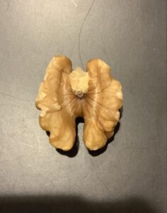 【動物】好物のクルミ、食べずに土の中へ…ニホンリスが冬支度