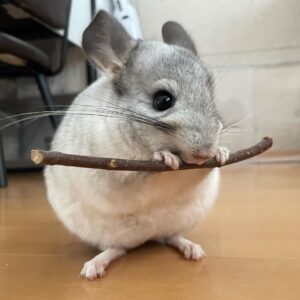 チンチラ(かわいい、清潔、そこそこ長生き)←こいつがメジャーになれない理由wwwwwww