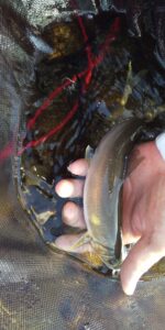 川魚ってガチで食わないよなwwwよーし!今日は川魚でディナーといきますか!とはならないんだよな