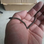 ペット専門国家資格「愛玩動物看護師」が4月に誕生へ…獣医療行為も一部可能に!