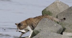 【新潟】海岸に打ち上げられた大量のフグの死骸、触れないよう注意呼びかけ