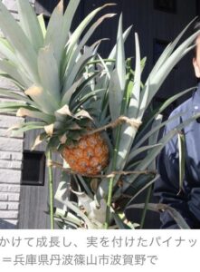 スーパーで買ってきた野菜や果物をそのまま育ててみようwwwwwwwwwwwwww