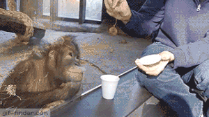 【動物】ゴリラ「筋トレしません、草しか食べません、食事制限しません」←こいつらがムキムキな理由wwwww